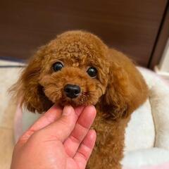タイニーサイズのプードル女の子　ご家族募集中　12万円