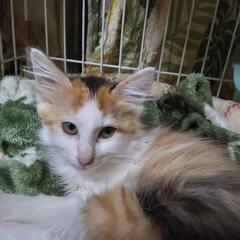 ふわふわ美にゃんこ　にこちゃん - 吉野川市