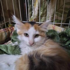 ふわふわ美にゃんこ　にこちゃん - 里親募集