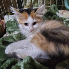 ふわふわ美にゃんこ　にこちゃん - 猫