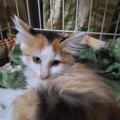 ふわふわ美にゃんこ　にこちゃん − 徳島県