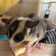 モモンガの里親募集します - その他
