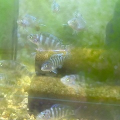 ゴールデンゼブラシクリッド稚魚10匹500円