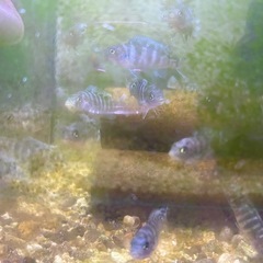 ゴールデンゼブラシクリッド稚魚10匹500円の画像