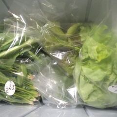 新鮮野菜コーナー12月11日の品出し予定です。