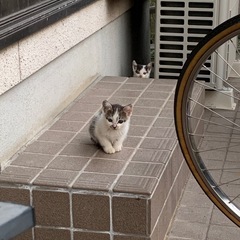 母猫を亡くした兄弟子猫(お話中・トライアル予定) - 熊本市