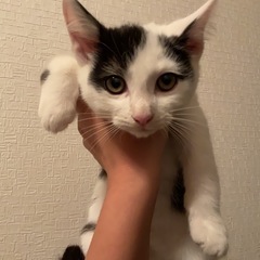 母猫を亡くした兄弟子猫(お話中・トライアル予定) - 猫