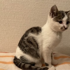 母猫を亡くした兄弟子猫(お話中・トライアル予定) − 熊本県