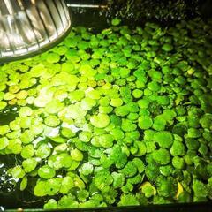 アマゾンフロッグピットの画像