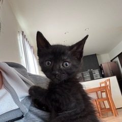 生後約1ヶ月半 子猫 早急