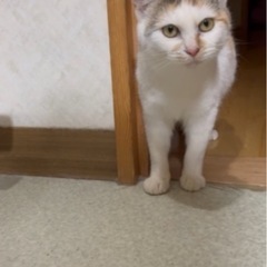 写真写りがいかつくなっちゃう三毛ちゃん - 小諸市