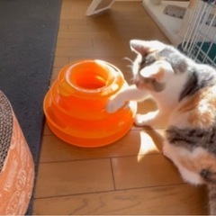 写真写りがいかつくなっちゃう三毛ちゃん - 猫
