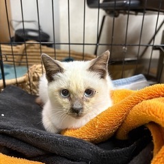 かわいい💖シャム風の猫🌻トライアル中