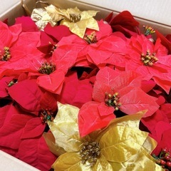 段ボールいっぱい🎄ポイントセチアクリスマス