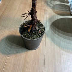カシワバゴムの画像