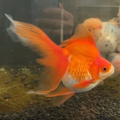 ※決まりました　琉金　金魚
