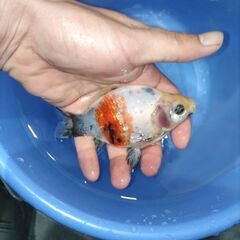 金魚　玉サバ　キャリコ玉サバ　水槽の画像