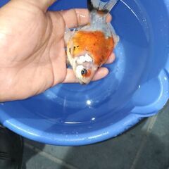 金魚　玉サバ　キャリコ玉サバ　水槽の画像