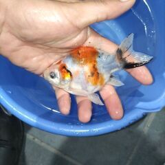 金魚　玉サバ　キャリコ玉サバ　水槽の画像