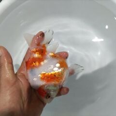 金魚　玉サバ　キャリコ玉サバ　水槽の画像