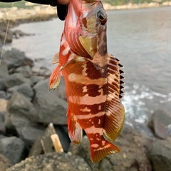 釣り仲間募集🐟