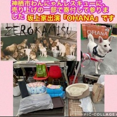 【新品】エゾシカまるごと肝臓／腎臓　狩人の匠　犬猫鹿ごはん　北海道稚内産　無添加　災害用にも‼️保存期間長めの画像
