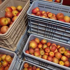 甘くて美味しいりんご🍎信州産ふじ。訳あり品大量出荷、５キロから可能