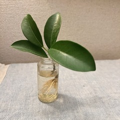 ガジュマル／根付き苗
