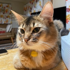 ソマリ 里親さん探しています!!