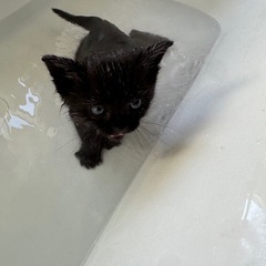 黒猫　代理投稿　里親候補決定