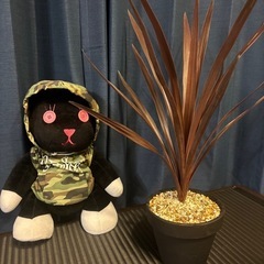 コルジリネ　オーストラリス　レッドスター
の画像