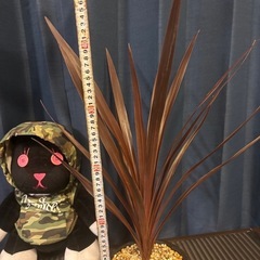 コルジリネ　オーストラリス　レッドスター
の画像