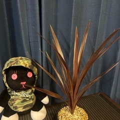 コルジリネ　オーストラリス　レッドスター
の画像