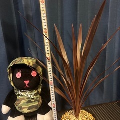 コルジリネ　オーストラリス　レッドスター
の画像