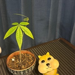 パキラ③

