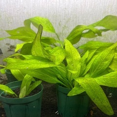 【水草】エキノドルス・マーブルクイーン1