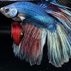今年最後のハーフムーンベタのブリード個体販売です。の画像