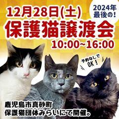 年内最後の保護猫譲渡会🐱