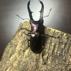 パープル系メタリフェルホソアカクワガタ　成虫ペア