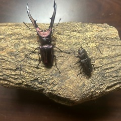 パープル系メタリフェルホソアカクワガタ　成虫ペア　※訳あり
