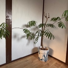 エバーフレッシュ