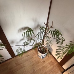 エバーフレッシュの画像