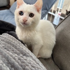 ダイクロイックアイの白猫男の子！ - 里親募集