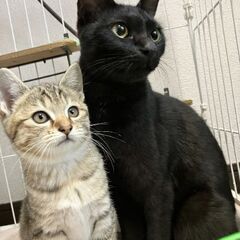 生後２ヶ月位　不適切な飼い方をしてた方から保護できた美人ママ猫と...