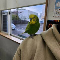 手のりセキセイインコ　健康