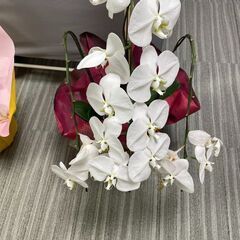 咲き終わりが近い胡蝶蘭差し上げます。