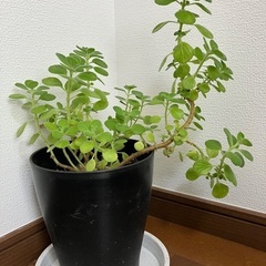 アロマティカス 42センチ 良い香りのハーブ 多肉植物 観葉植物...