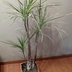 観葉植物あげます