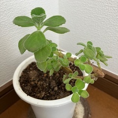アロマティカス 22センチ とても良い香りのハーブ 多肉植物 観...