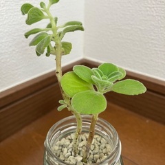 アロマティカス ハイドロカルチャー(角瓶) とても良い香りのハーブ 多肉植物 観葉植物 ゴキブリ避けにもの画像